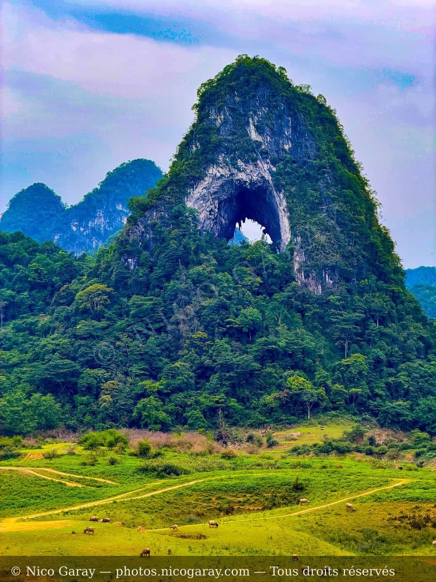 Tra Linh 18