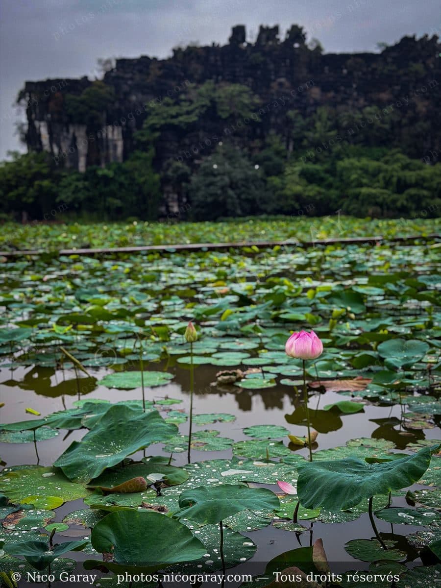 Hoa Lư (ville) 11